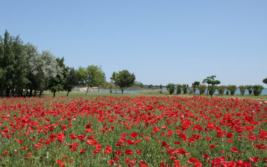 Multi-activités enfants et jeunes ados, au Lac de la Raho