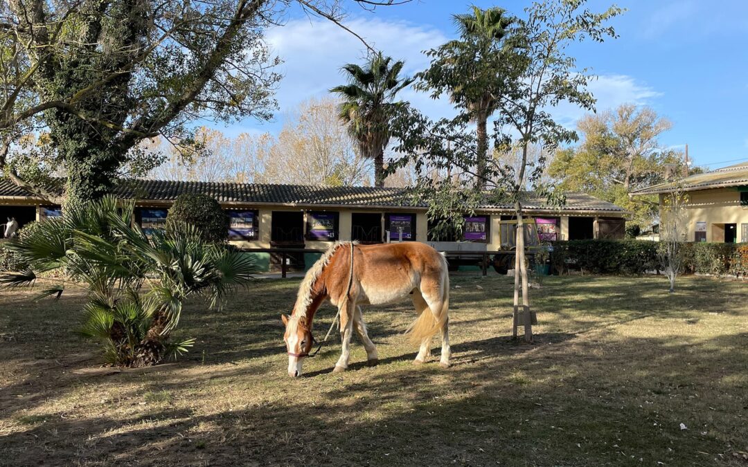 Stage et cours d&rsquo;équitation en Pyrénées Orientales