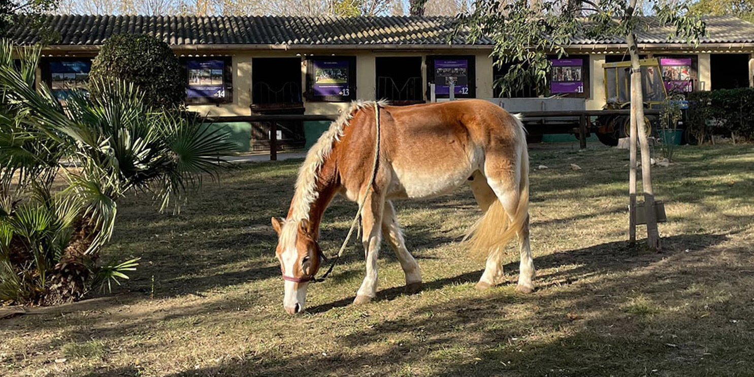 CENTRE EQUESTRE UCPA-UDSIS
